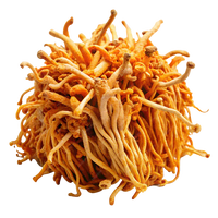 Cordyceps Sinensis